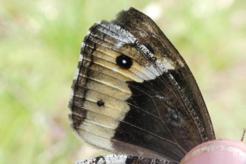 Hipparchia genava